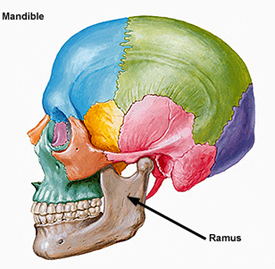 Ramus Of The Mandible - Flashcard