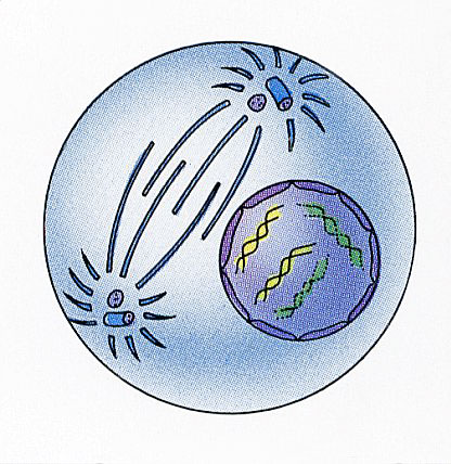 Prophase  - Flashcard