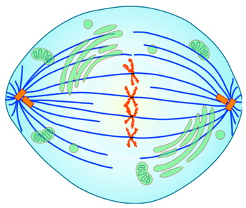 Metaphase  - Flashcard