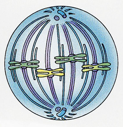 Anaphase  - Flashcard