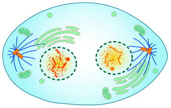 Telophase  - Flashcard