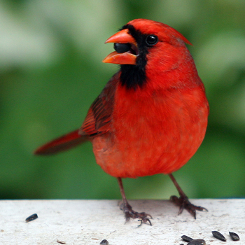 Bird - Flashcard