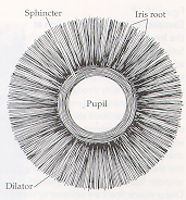 Which 2 Muscles Control The Size Of The Pupil... - Flashcard