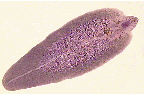 Class Within Platyhelminthes, Commonly Known ... - Flashcard