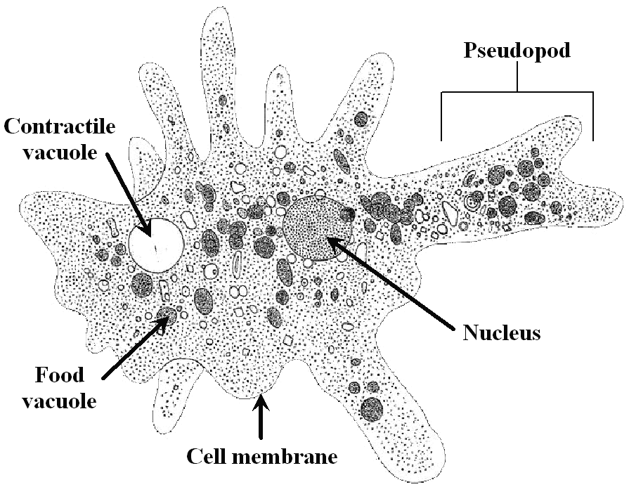 Phylum: Rhizopodans