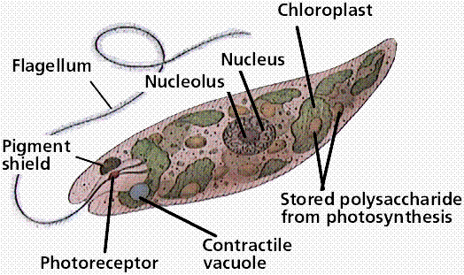 Phylum: EuglenzoaClass: Euglenoidea - Flashcard
