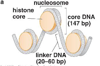 DNA Between Nucleosomes Is... - Flashcard