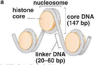 DNA Most Tightly Associated With The Nucleoso... - Flashcard