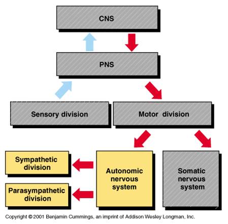 What Are The Divisions Of The Autonomic Nervo... - Flashcard