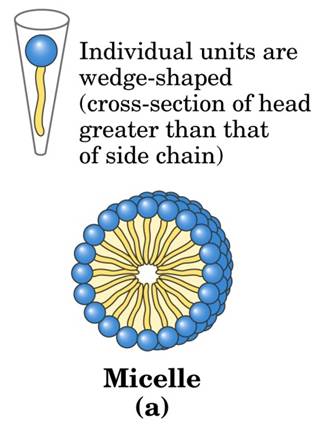 As A Self Assembling Aggregate, What Do Fatty... - Flashcard