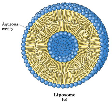 What Is A Liposome? - Flashcard