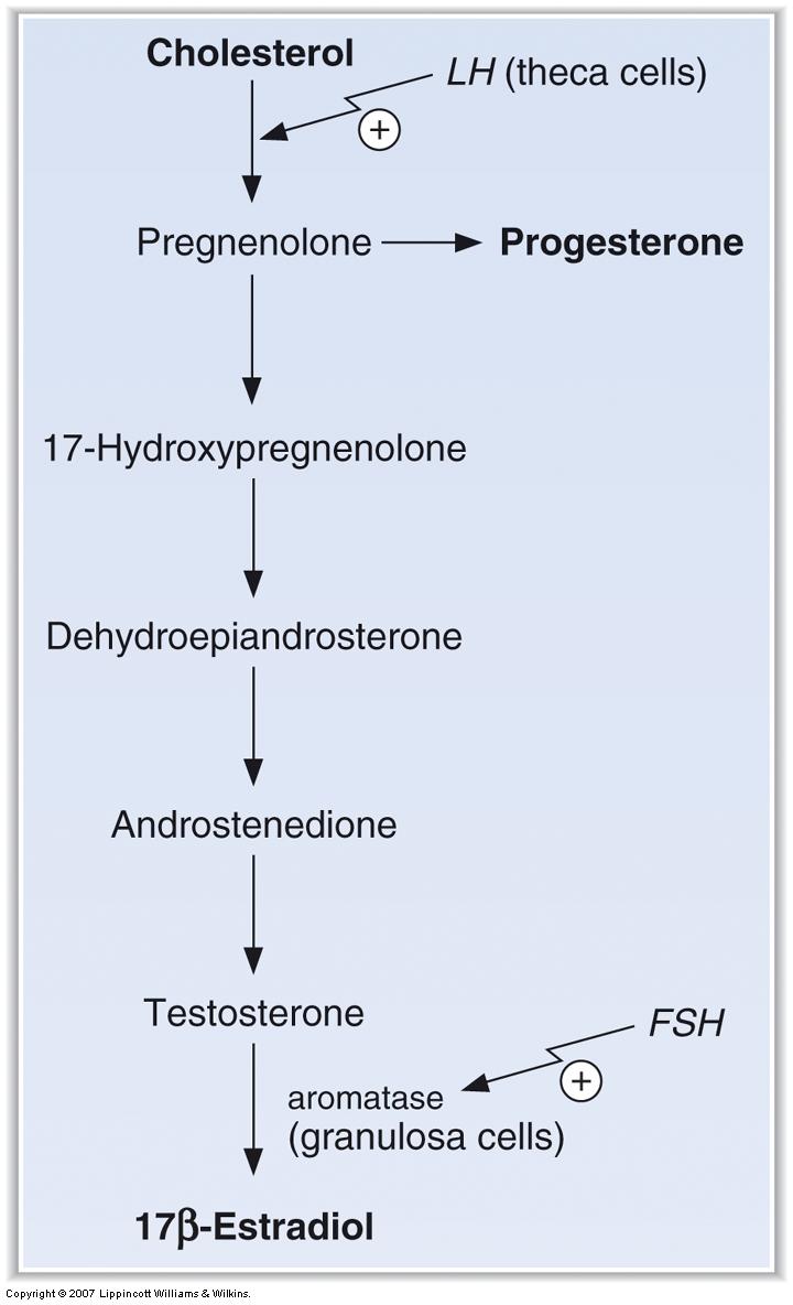 Outline The Pathway For Producing Progesteron... - Flashcard