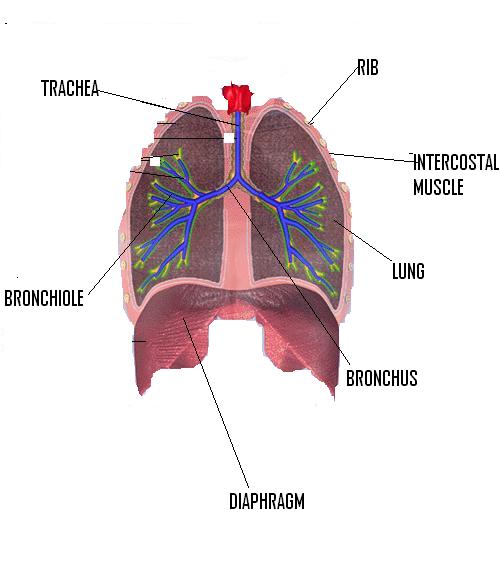 1.Respiratory Syst. Made Up Of... - Flashcard