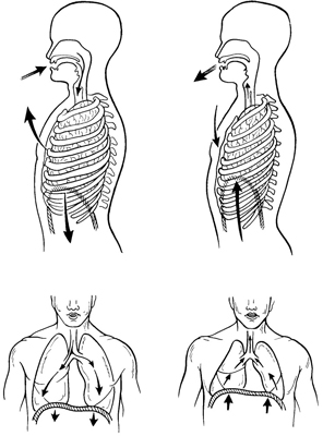 2.Breathing Mechanism - Flashcard