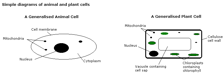 Cells - Flashcard