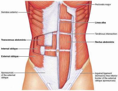 What Are The Muscles Of The Anterolateral Abd... - Flashcard