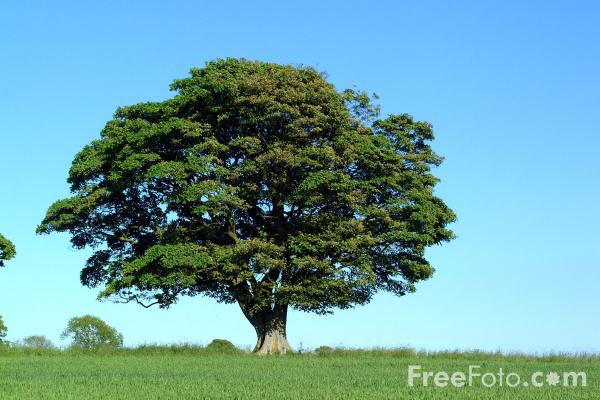 It Is A Big Plant With A Big Stem. - Flashcard