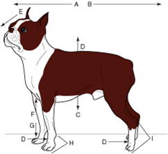 Ventral - Flashcard