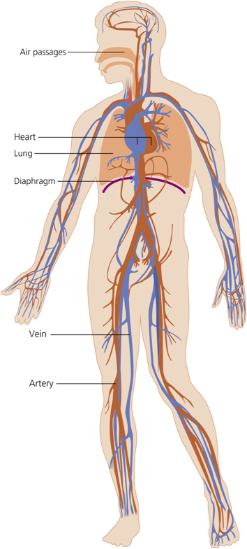 The Cardiorespiratory System - Flashcard