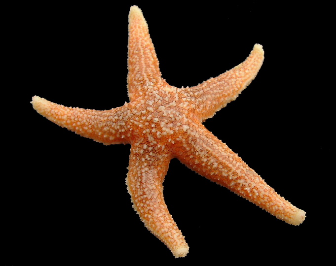 Phylum Echinoderms; Class Asteroidea - Flashcard