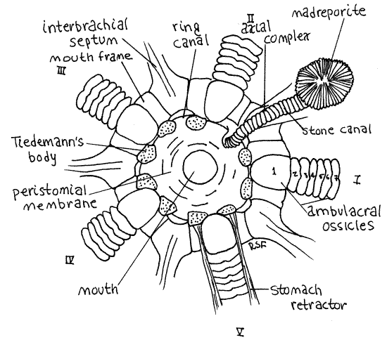 Phylum Echinoderms; Class Asteroidea (Aboral ... - Flashcard