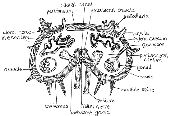 Phylum Echinoderms; Class Asteroidea (Interna... - Flashcard