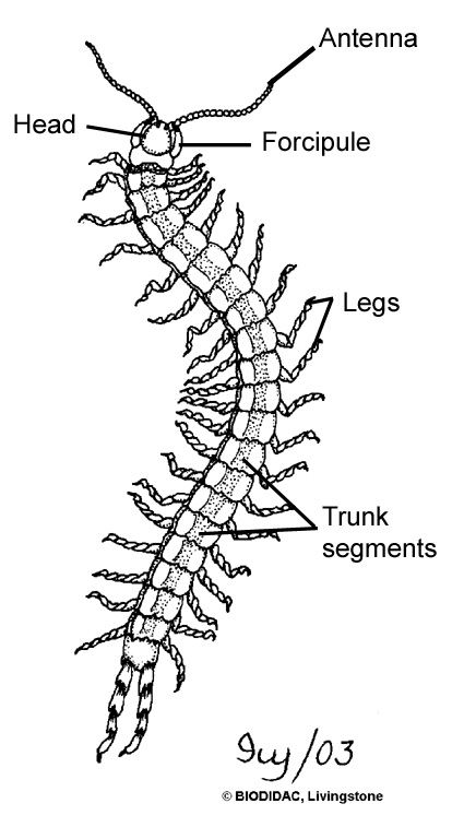 


Phylum Arthropod; Subphylum Trachiata; ... - Flashcard