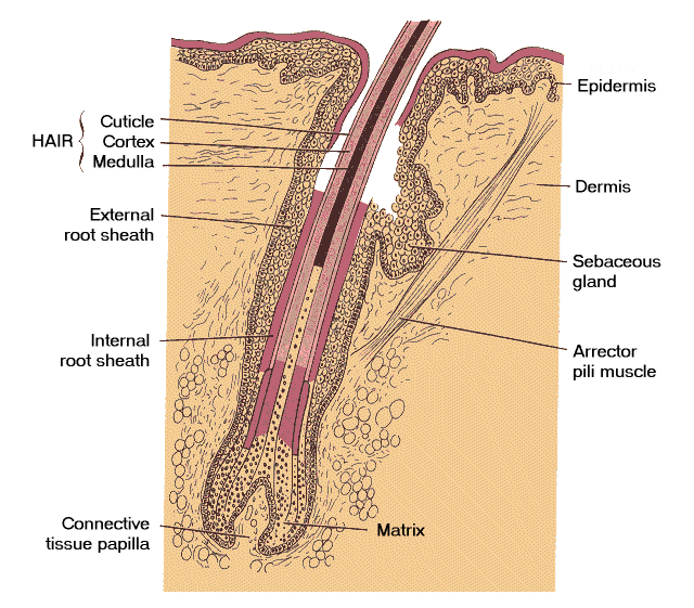 Follicle - Flashcard