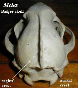 Sagittal Crest - Flashcard