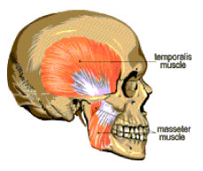 Two Muscles That Are Responsible For Closing ... - Flashcard