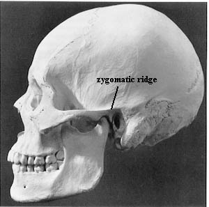 Zygomatic Arch - Flashcard