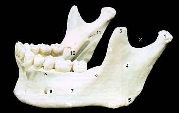 
Cranial (2) - Flashcard