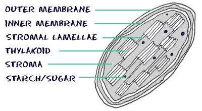 Structure Of The Chloroplast Where Does ... - Flashcard