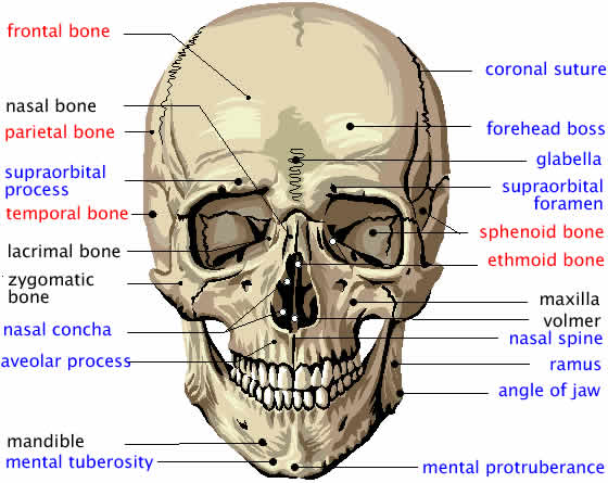 Supraorbital Foramen (notches) (frontal Bone) - Flashcard