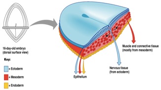 What Are The Primary Germ Layers Within An Em... - Flashcard