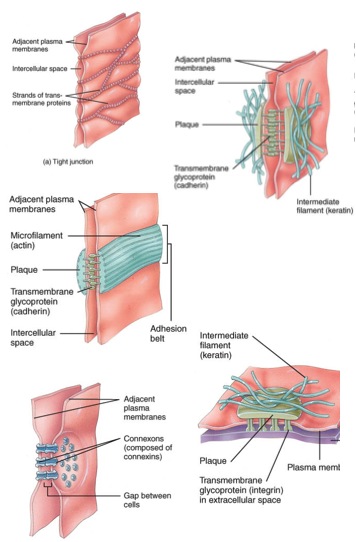 What Are The 3 Major Types Of Cell Junctions? - Flashcard