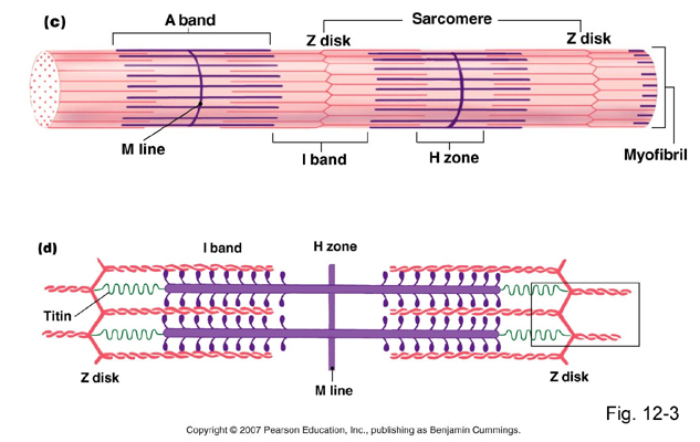 Sacromere - Flashcard