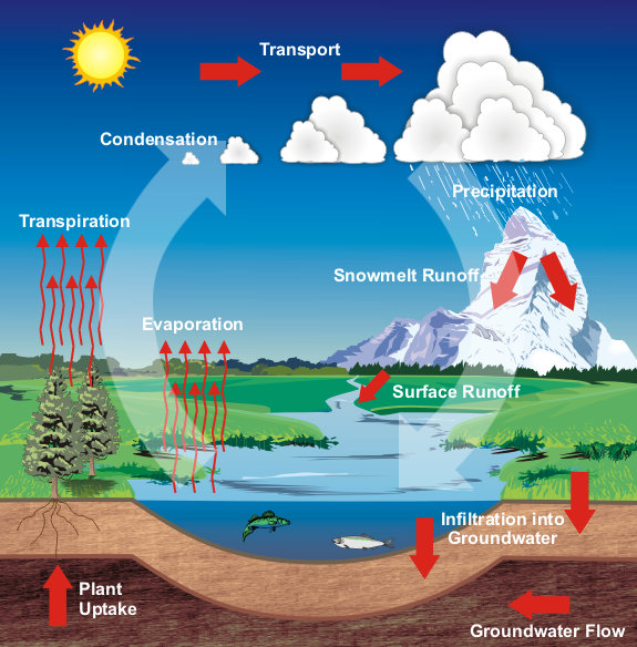 What Is The Hydrologic Cycle? - Flashcard