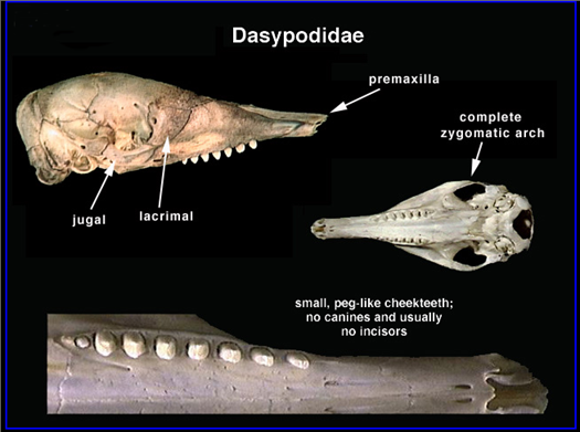 Classification Of Dentition: Homodont - Flashcard