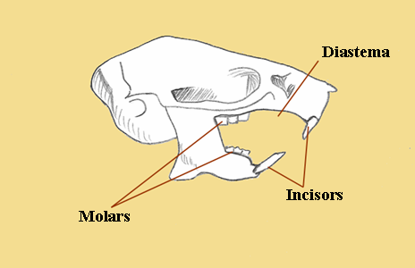 Classification Of Dentition:Momophyodont - Flashcard