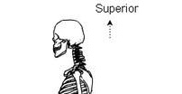 Toward The Head End Or Upper Part Of A Struct... - Flashcard