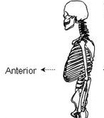 Toward Or At The Front Of The Body; In Front ... - Flashcard