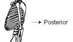 Toward Or At The Back Of The Body; Behind - Flashcard