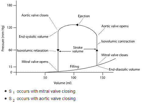 Briefly Describe The Cardiac Cycle - Flashcard