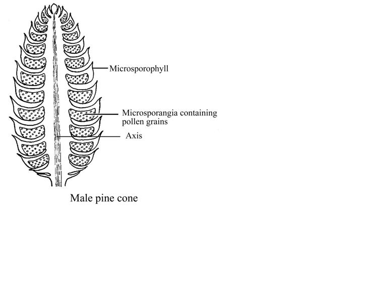 Describe The Structure Of A Male Cone - Flashcard