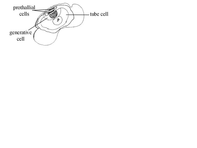 Mature Pollen Grain - See The Various Types O... - Flashcard