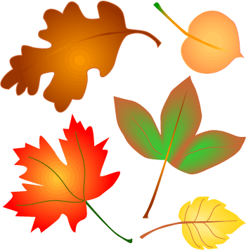 Leaf - Flashcard