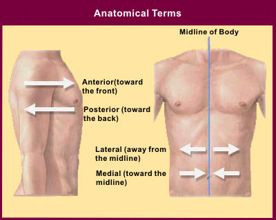 Lateral  - Flashcard