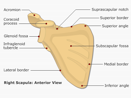 Identifica - Flashcard