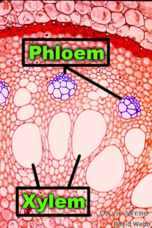 Part Of A Plant's Vascular System That Carrie... - Flashcard